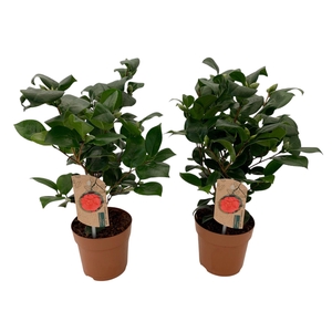 Camellia Lady Campbell 10-15 knop