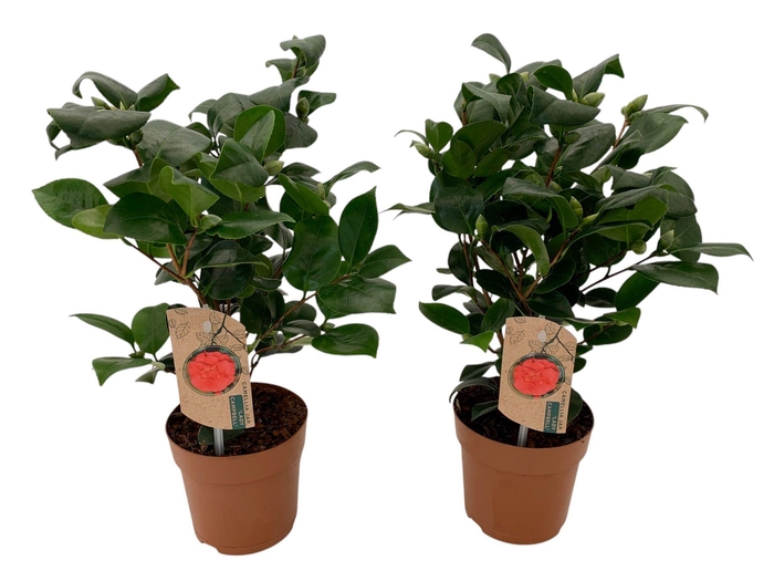 <h4>Camellia Lady Campbell 10-15 knop</h4>