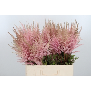 Astilbe Erika Roze