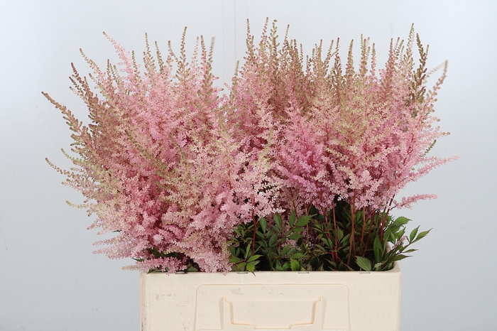 <h4>Astilbe Erika Roze</h4>