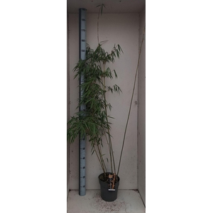 Fargesia robusta 'Campbell'