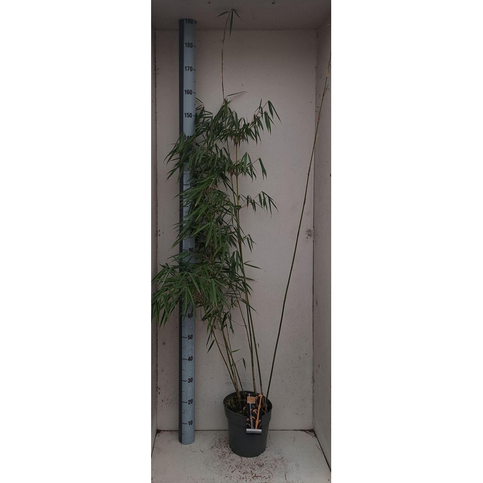 <h4>Fargesia robusta 'Campbell'</h4>