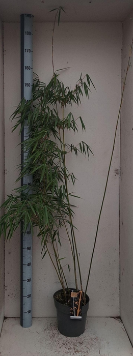 <h4>Fargesia robusta 'Campbell'</h4>