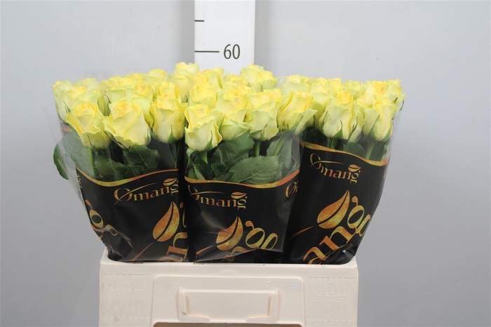 <h4>R Gr Minion Rose</h4>