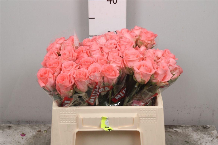 <h4>R Gr Unicorn</h4>