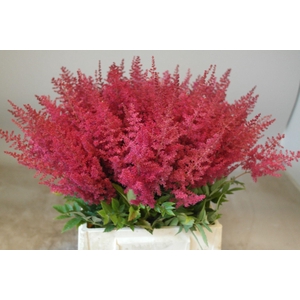 Astilbe Paul Gäarder