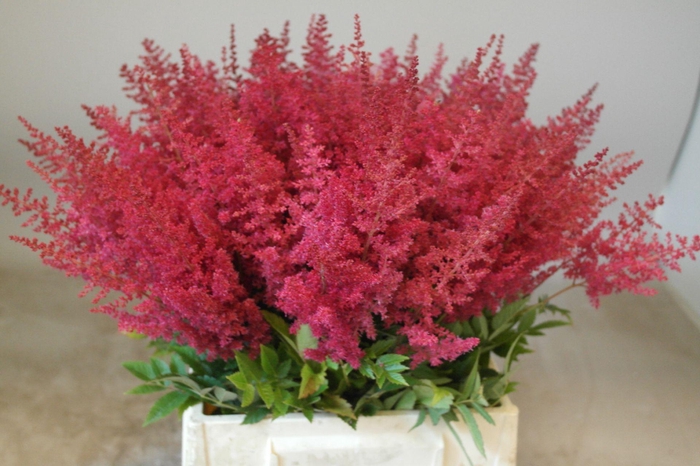 <h4>Astilbe Paul Gäarder</h4>