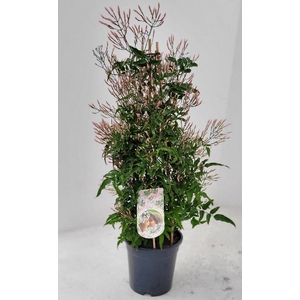 Jasminum Polyanthum pyramide