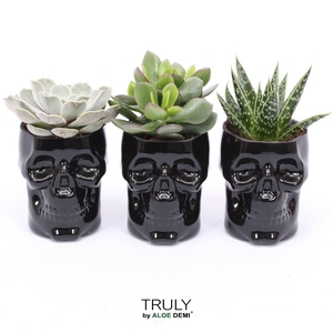 TRULY Succulent, Skull glass