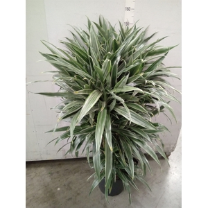 Dracaena fr de 'Warneckei'