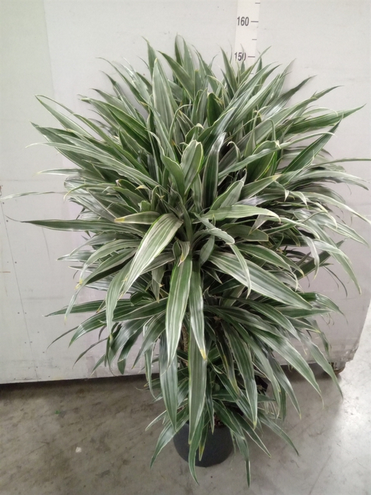 <h4>Dracaena fr de 'Warneckei'</h4>