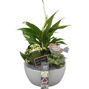 PTIB6370 Arrangementen kamerplanten