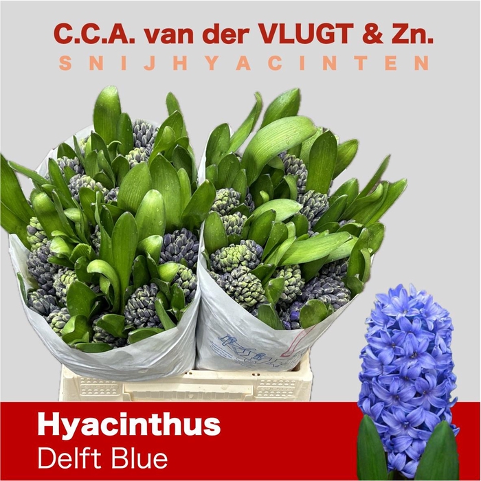 <h4>HYAC DELFT BLUE</h4>
