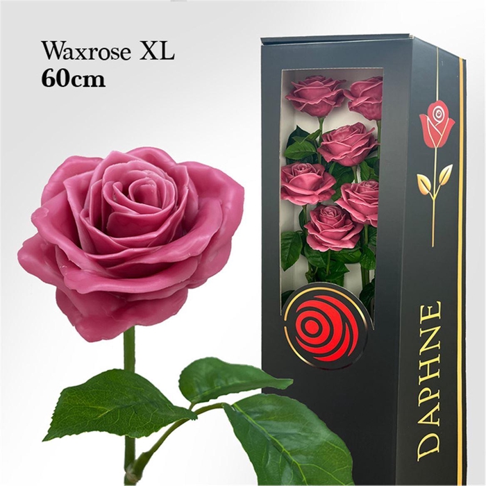 <h4>Wax Rose Xl Old Pink</h4>