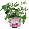 Ficus 'Little Miss Figgy' C3