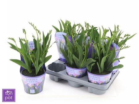 <h4>Freesia Ov</h4>