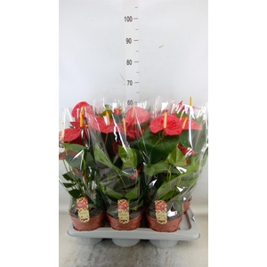 Anthurium andr. 'Idaho'