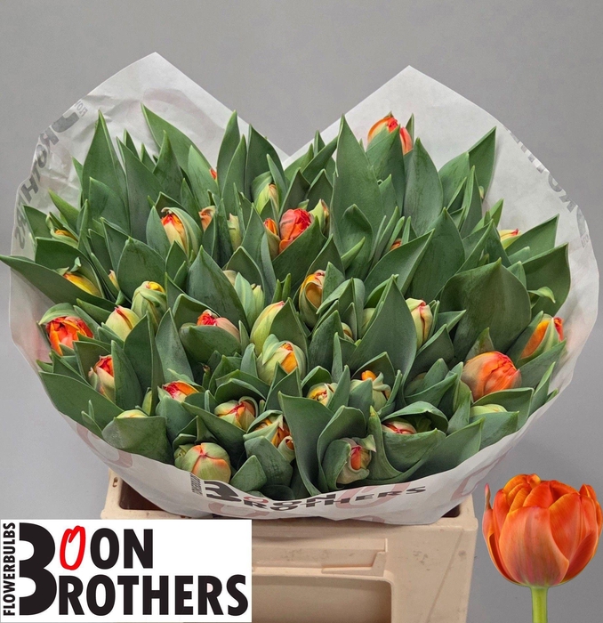 <h4>TU DU QUEENSDAY</h4>