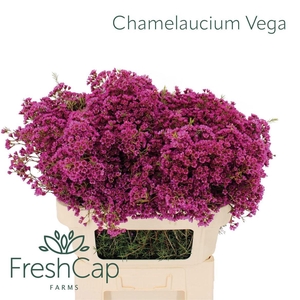 CHAME UNCINATUM OV