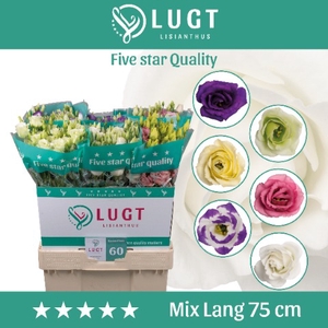 Lisianthus mix