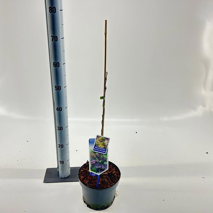 <h4>Albizia julibrissin</h4>