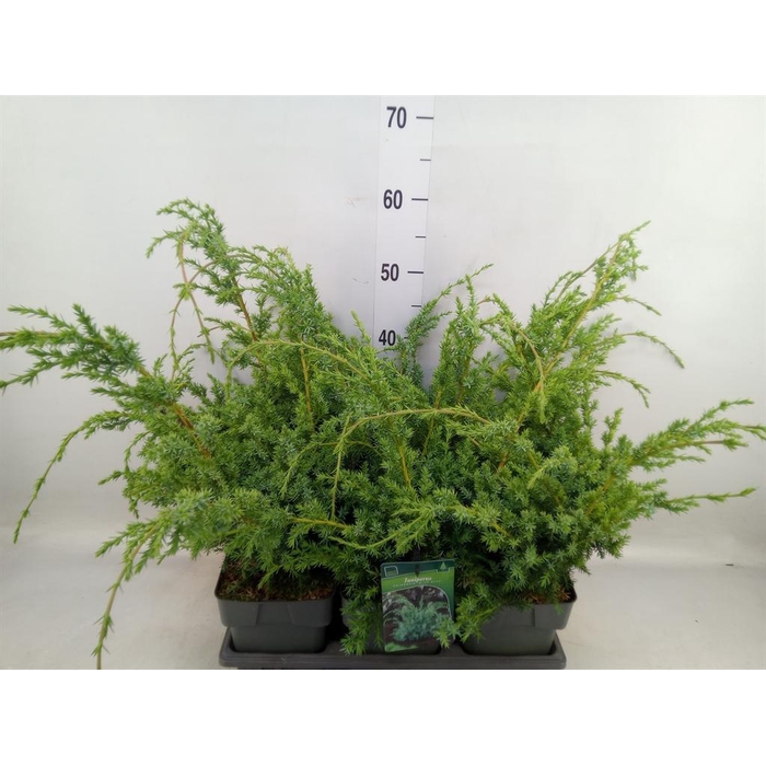 <h4>Juniperus chinensis 'Blue Alps'</h4>