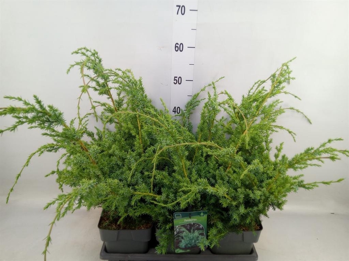 <h4>Juniperus chinensis 'Blue Alps'</h4>