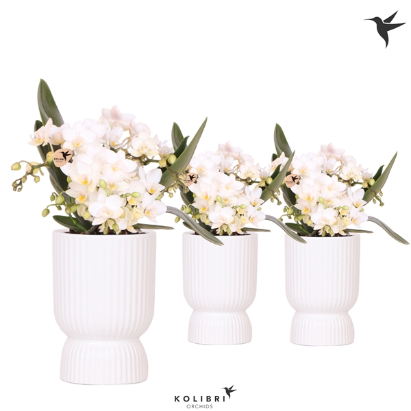 <h4>Phalaenopsis Multifloratypes Anthura Nazare</h4>