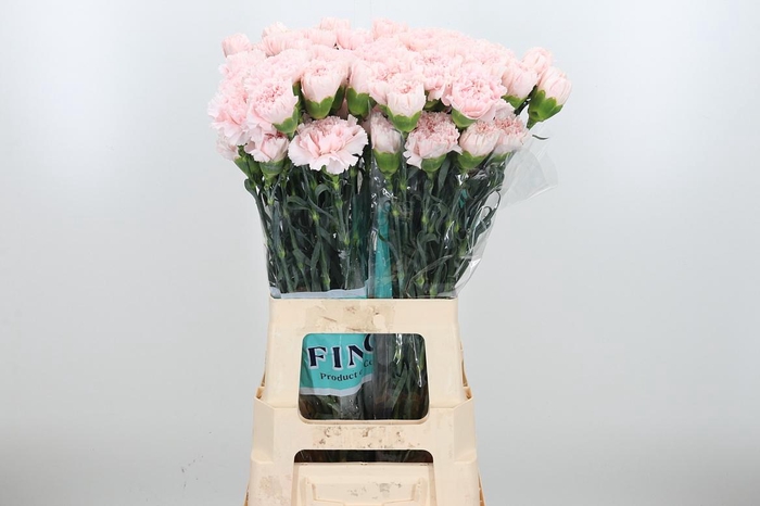 <h4>Dian St Hanoi</h4>