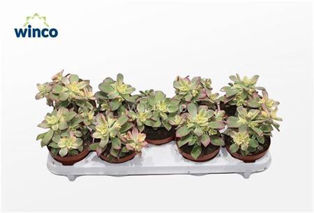 <h4>Aeonium Kiwi</h4>