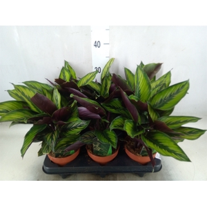 Calathea  'Beautystar'