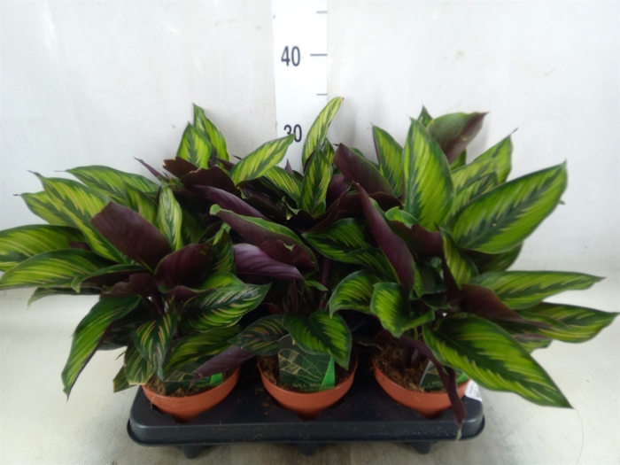 <h4>Calathea  'Beautystar'</h4>