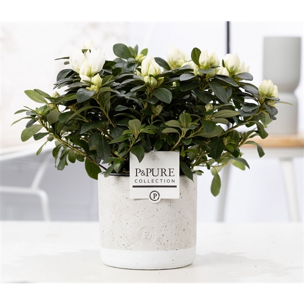 <h4>1st class Azalea white in P&PURE Jade ceramics</h4>