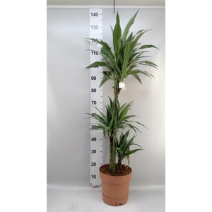 Dracaena fr de 'Warneckei'