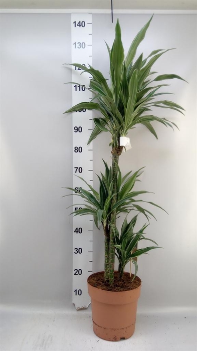 <h4>Dracaena fr de 'Warneckei'</h4>