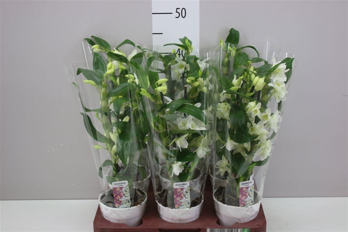 <h4>Dendrobium Nobilee Wit 2 Tak</h4>