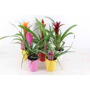 arr3 ZS - Bromelia streeppot mix