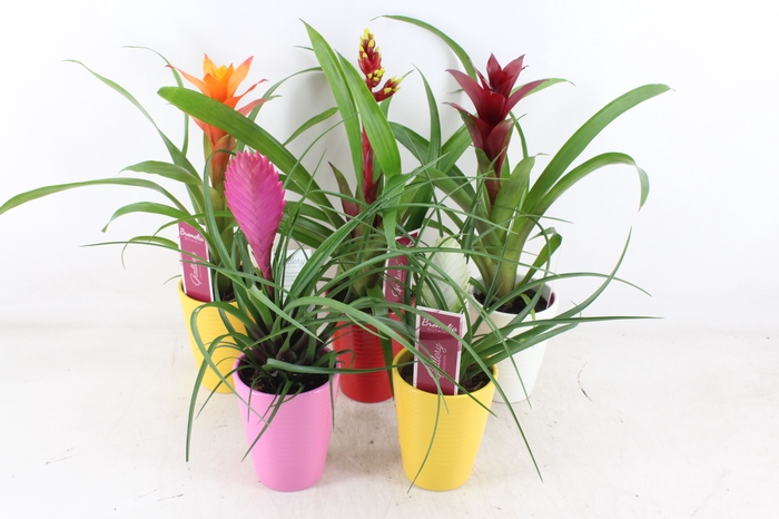 <h4>arr3 ZS - Bromelia streeppot mix</h4>