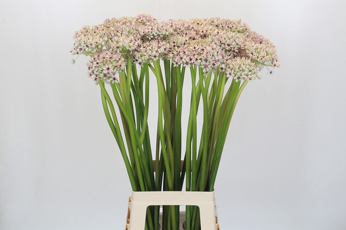 <h4>Allium  'Silverspring'</h4>