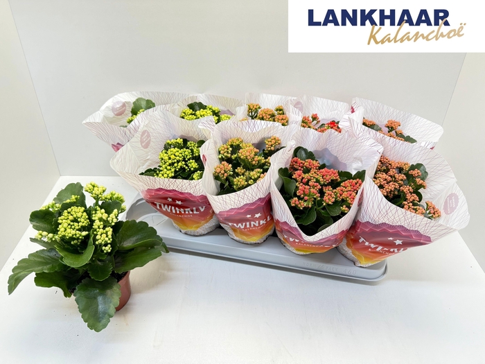 <h4>KAL GE PERF GEM 5 KL</h4>