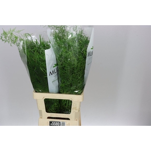 Asparagus Gem In Bos X50