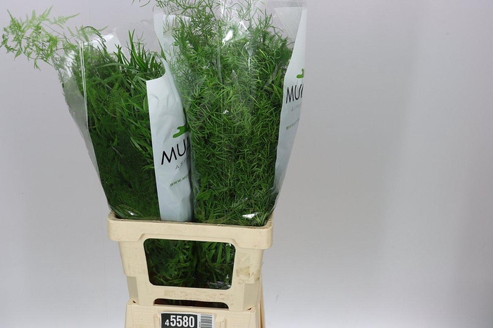 <h4>Asparagus Gem In Bos X50</h4>