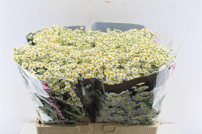 <h4>Tanacetum Single Vegmo</h4>