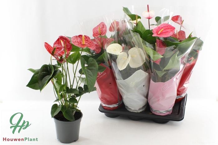 <h4>ANTHU AN GEM 4 KL</h4>