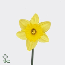 <h4>Narcis Stand. Value/bos</h4>