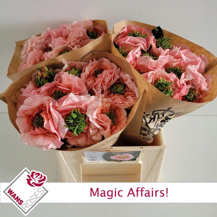 <h4>RS GR MAGIC AFFAIRS!</h4>