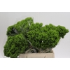 Dianthus Br Kiwi Mellow