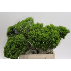 Dianthus Br Kiwi Mellow