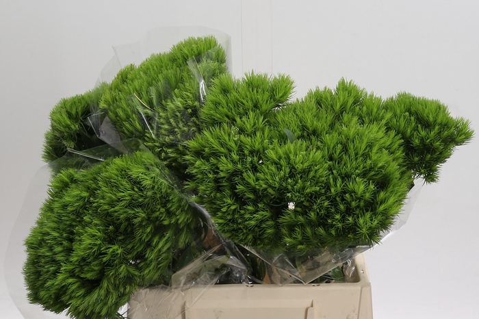 Dianthus Br Kiwi Mellow