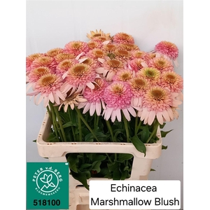 Echinacea Marshmallow Blush